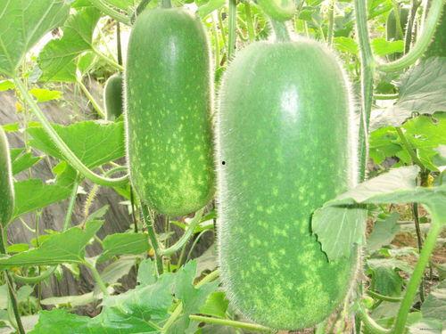 孕妇梦见买了瓜果吃瓜,瓜果之梦预示着什么？