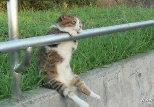 网红伤感猫咪名字,网红伤感猫咪名字背后的故事