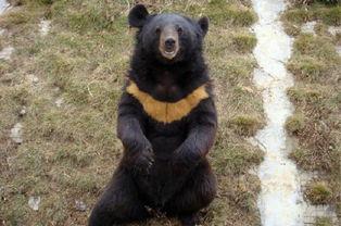 黑龙江黑熊爆料视频最新,揭秘神秘事件背后的真相