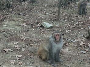 珠海网红景点孙猴子,孙猴子网红景点的奇幻之旅